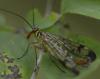 Panorpa communis